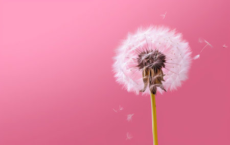 Generative AI : Fluffy airy white dandelion on a pink raspberry background macro Plant texture in natureの素材
