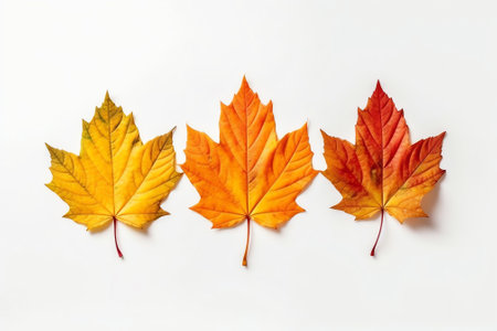 Generative AI : Creative composition on autumn theme of three natural maple leaves of yellow orange burgundy isolated on white backgroundの素材