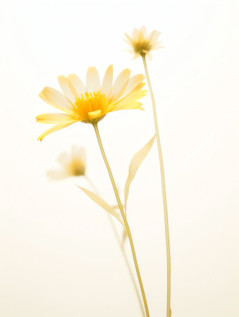 Generative AI : Beautiful flowers macro abstract art background with a soft focus Yellow flowers chamomile daisy in nature on light backgroundの素材