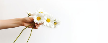 Generative AI : daisy flower kept in a hand  spring season  lifestyle conceptの素材