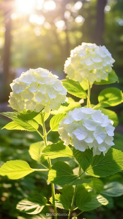 Generative AI : close up of a group hydrangea beautiful flowers in the Gardenの素材