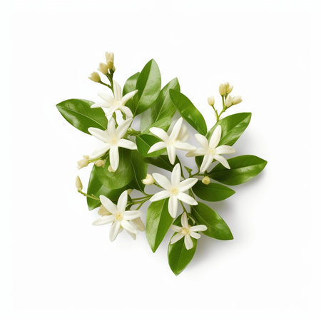 Generative AI : White jasmine flowers Jasmine isolated on white backgroundの素材