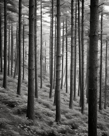 Generative AI : Silver firs Abies Alba in Oza forest Spainの素材