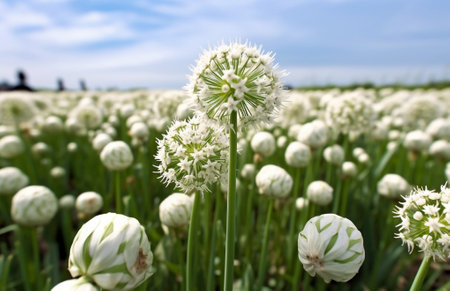 Generative AI : BEars Garlic or Allium Ursinum flower bloomingの素材