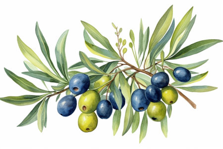 Generative AI : Detail of olive tree branch with fruits and leavesの素材