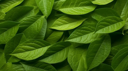 Generative AI : Phaseolus coccineus runner bean plant green leaf close upの素材