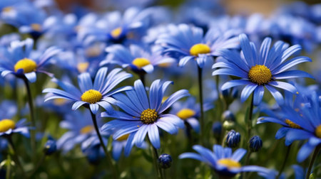 Generative AI : blue daisy felicia amelloides flowers blooming in a field with gの素材