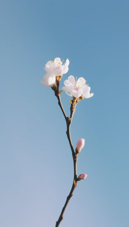 Generative AI : Almod tree blossom against blue sky backgroundの素材