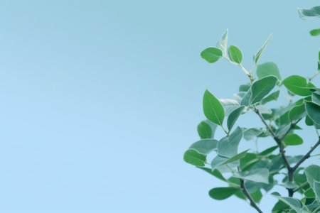Generative AI : Acacia dealbata sylvery bluegreen leaf close up abstract background copy spaceの素材
