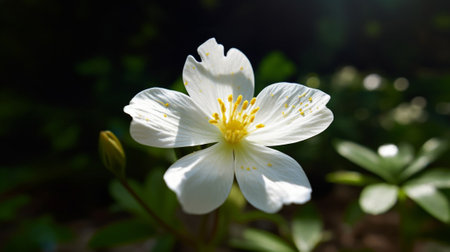 Generative AI : wild white flowerの素材