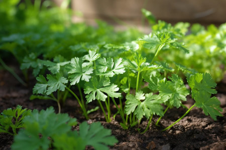 Generative AI : Coriander plantingの素材