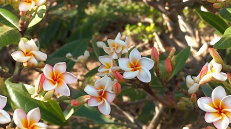 Generative AI : Plumeria flowerの素材