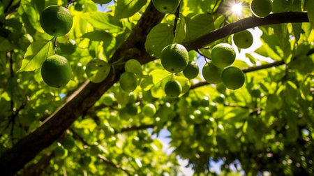 Generative AI : Lime treeの素材