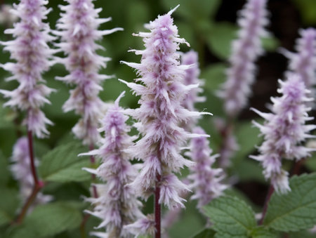 Generative AI : Wild butterfly Pollenating sage flowersの素材