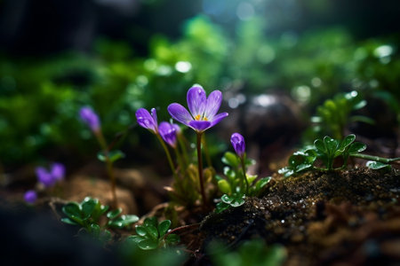 Generative AI : Purple Scaevola aemula flower fieldの素材