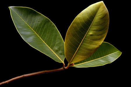 Generative AI : Plumeria leaf isolateの素材