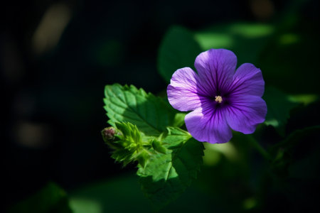 Generative AI : Purple Ground morning glory closeupの素材
