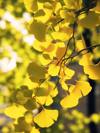 Generative AI : Green and yellow fall leaves of Ginkgo Biloba healing plant nature sunny backgroundの素材