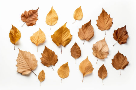 Generative AI : Set collection from many colorful dry autumn leaves isolated on whiteの素材