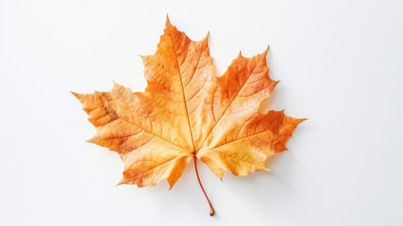 Generative AI : Autumn maple leaf lying on the tile seasonal fall natural vintage hipster backgroundの素材