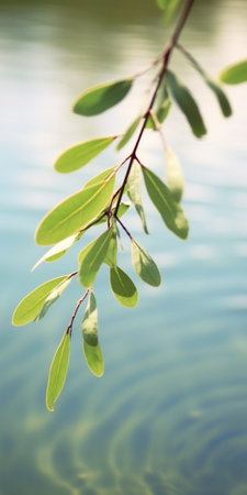 Generative AI : Lush tree leaves reflect in water surfaceの素材