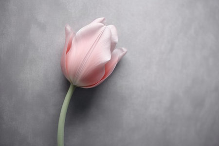 One Tulip on Gray Fabric : Generative AIの素材