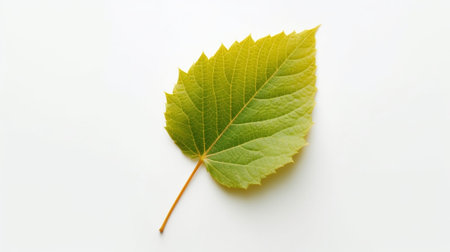 Yellow and Green Linden Leaves isolated on White Background : Generative AIの素材