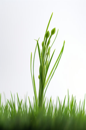 Young Grass Closeup : Generative AIの素材