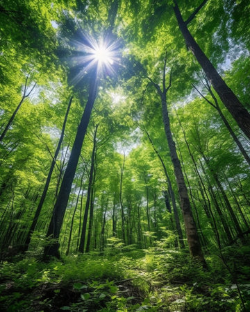 sunlight in trees of green summer forest : Generative AIの素材