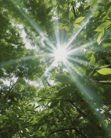 The suns rays passing through the trees : Generative AIの素材