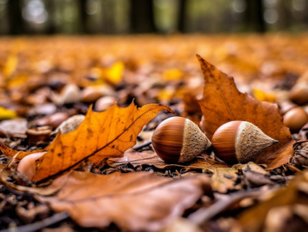 brown acorns on autumn leaves : Generative AIの素材