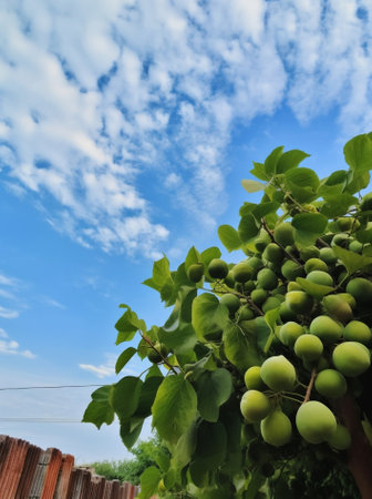 young orchard and blue sky and clouds : Generative AIの素材
