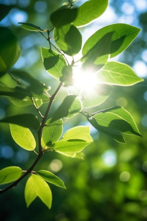 Tree crown foliage and sunlight closeup outdoors in May : Generative AIの素材