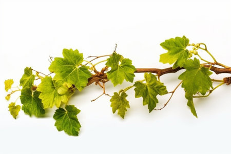 Vine sprout with young bunch of grapes : Generative AIの素材