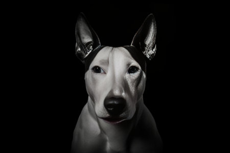 Portrait of miniature black and white bull terrier dog on the grass Copy space : Generative AIの素材