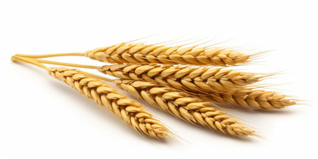 Wheat ears isolated on white background. Package design element. Full depth of field : Generative AIの素材