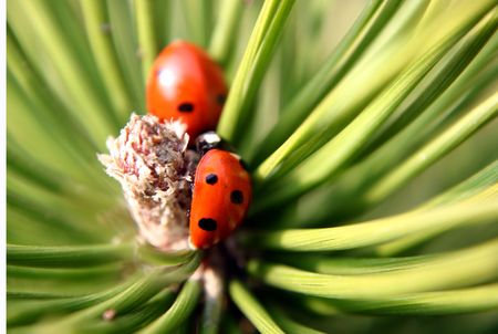 ladybug on pinus mungoの写真素材