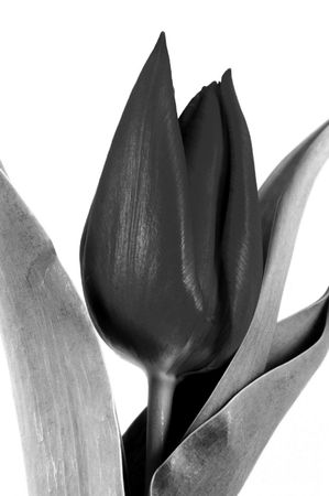 tulip black and white 2の写真素材