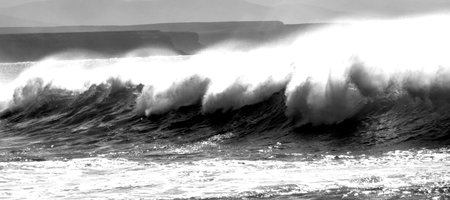 white horses black and white