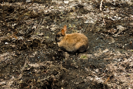A brown bunny rabbit almost camouflaged by sorroundingsの写真素材