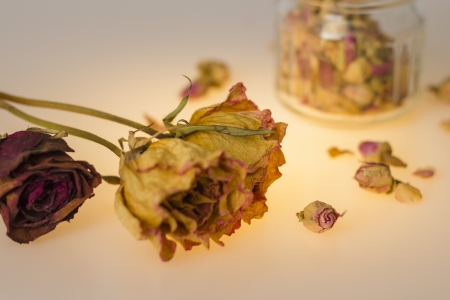 Dried flowersの写真素材