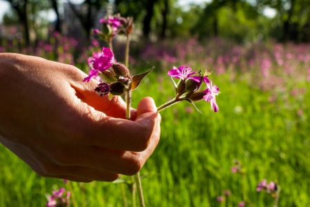 Young woman picking flowers in meadowの写真素材