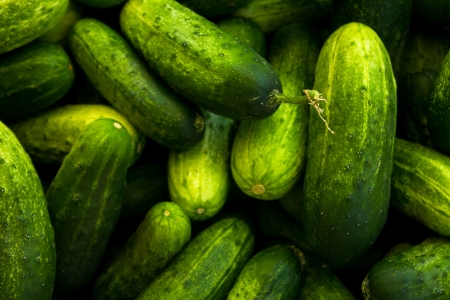 Bunch of courgettesの写真素材