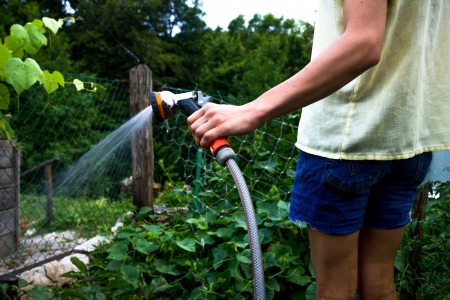 Woman watering her lettuce and vegetablesの写真素材