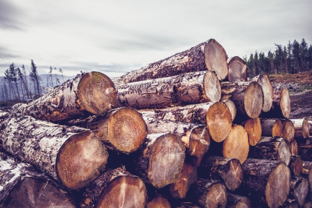 Stacked logs in mountain landscapeの写真素材