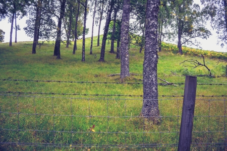 Barbed wire fence and treesの写真素材