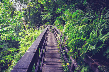 High angle shot of bridge in forest