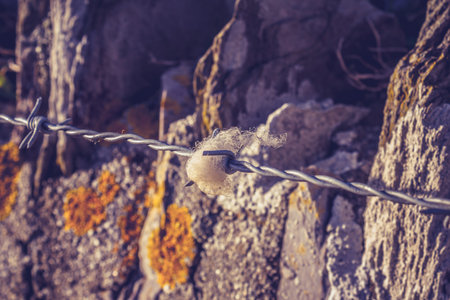 Wool on barb wire in the countrysideの写真素材