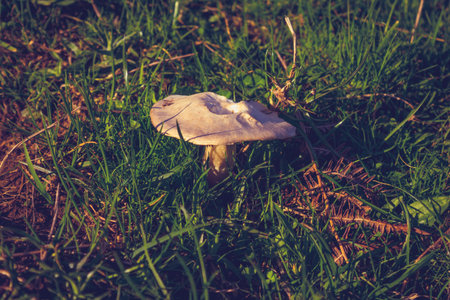 Single mushroom in the countrysideの写真素材