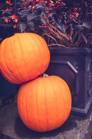 Pumpkin arranged in decoration for Halloweenの写真素材